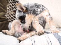 Les maladies génitales des chiens mâles