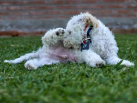 Les maladies génitales des chiennes