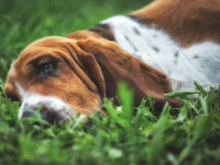 Un chien malade couché dans l'herbe
