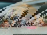 Un chien Carlin intoxiqué avec la langue qui pend