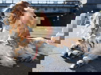 Une femme secourt un chien blessé sur la route