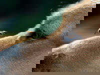 Les animaux dangereux pour les chiens