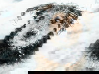 Les risques liés à la météo pour un chien