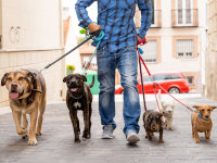 Un dog-walker promène 5 chiens en laisse