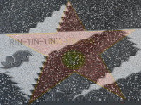 L'étoile de Rintintin sur le sol