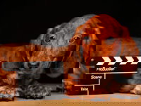 Un Teckel allongé à côté d'un clap de cinéma