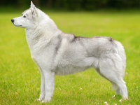 Vue de profil d'un Husky gris-blanc dans l'herbe