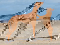 Un grand chien et un petit chien se font face