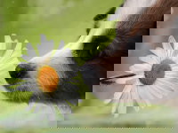 Un chiot renifle une fleur