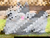 Une chienne avec ses petits dans le jardin