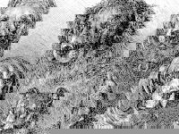 Un tableau de chiens en noir et blanc