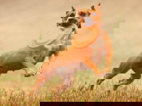 Un chien saute pour attraper un frisbee