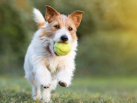Un chien court avec une balle de tennis dans la gueule