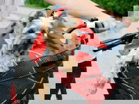 Un petit chien installé dans le panier d'un vélo