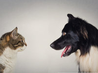 Les relations entre chiens et chats