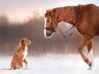 Un chien et un cheval se font face