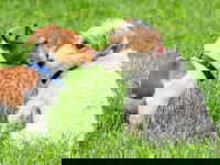 Deux chiens se reniflent lors d'une rencontre