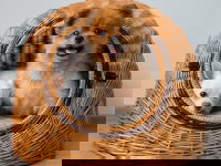 Deux chiots dans un panier d'osier