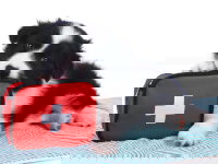 Un chiot Border Collie à côté d'une trousse de secours