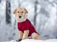 Les accessoires pour habiller un chien