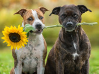 Un couple de chiens tient une fleur de tournesol