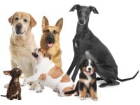 Six races de chiens différentes