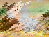 Un petit chien et un grand chien ensemble