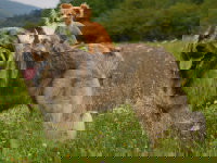 Un petit chien debout sur le dos d'un grand chien