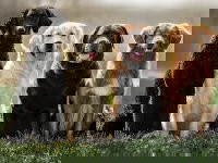 Quatre chiens de couleur différente