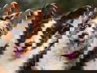 Deux chiens avec des yeux de couleur différente