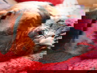 Un chien paresseux qui tire la langue