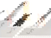 Un podium avec trois chiens